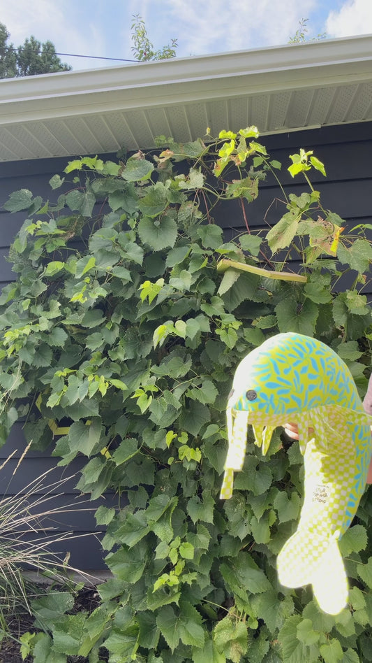 Shrimp Stuffy - Groovy Green